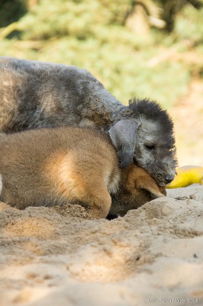 2014-07-17 Cherry & Friends-8289.jpg